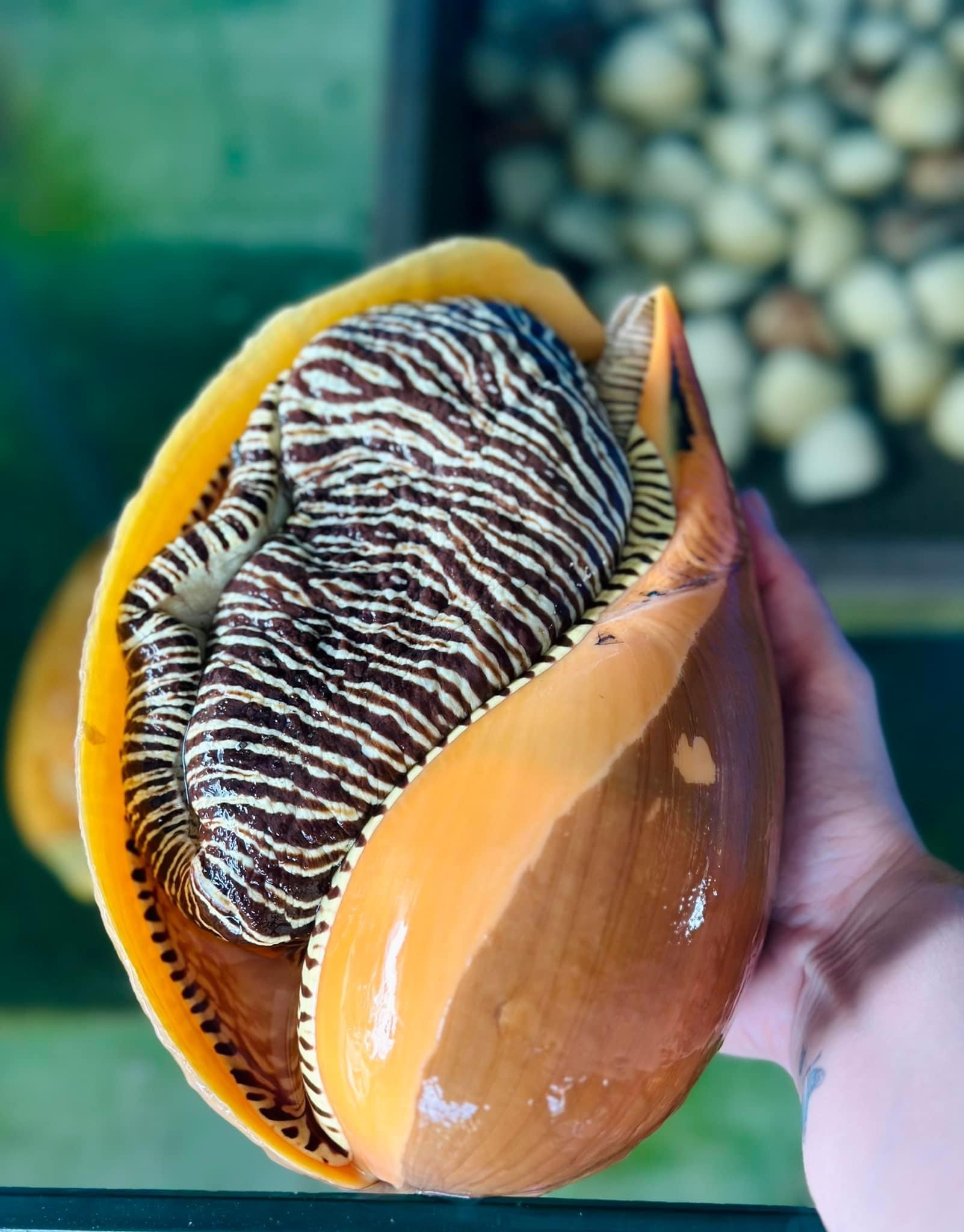 Ốc Giác - Sống