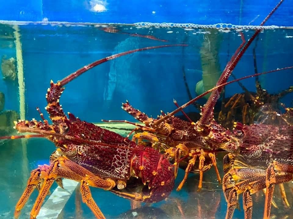 Tôm Hùm Úc - Sống