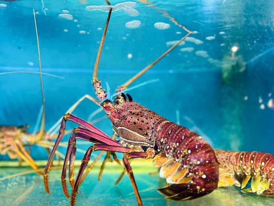 Tôm Hùm Úc - Sống