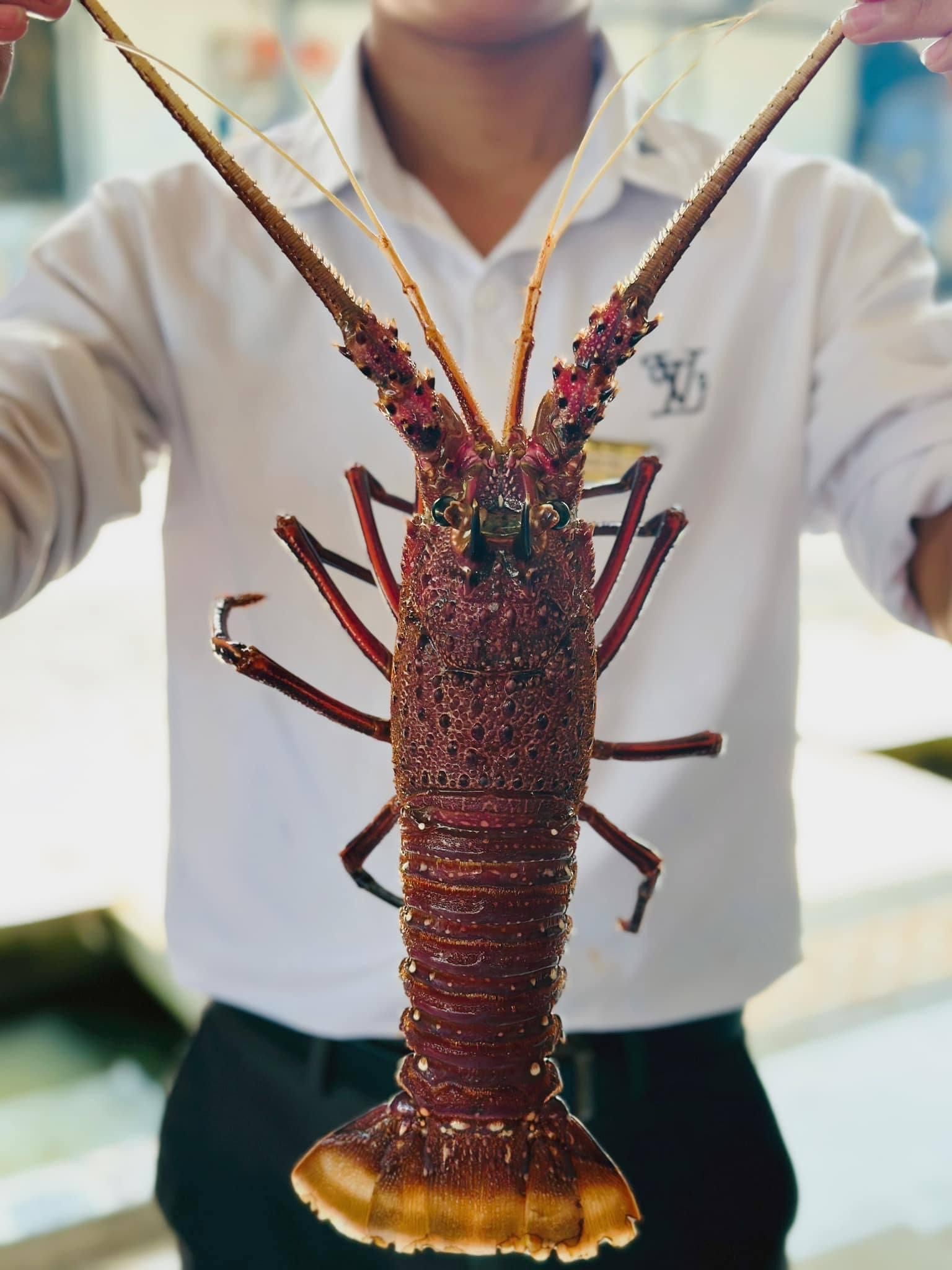 Tôm Hùm Úc - Sống