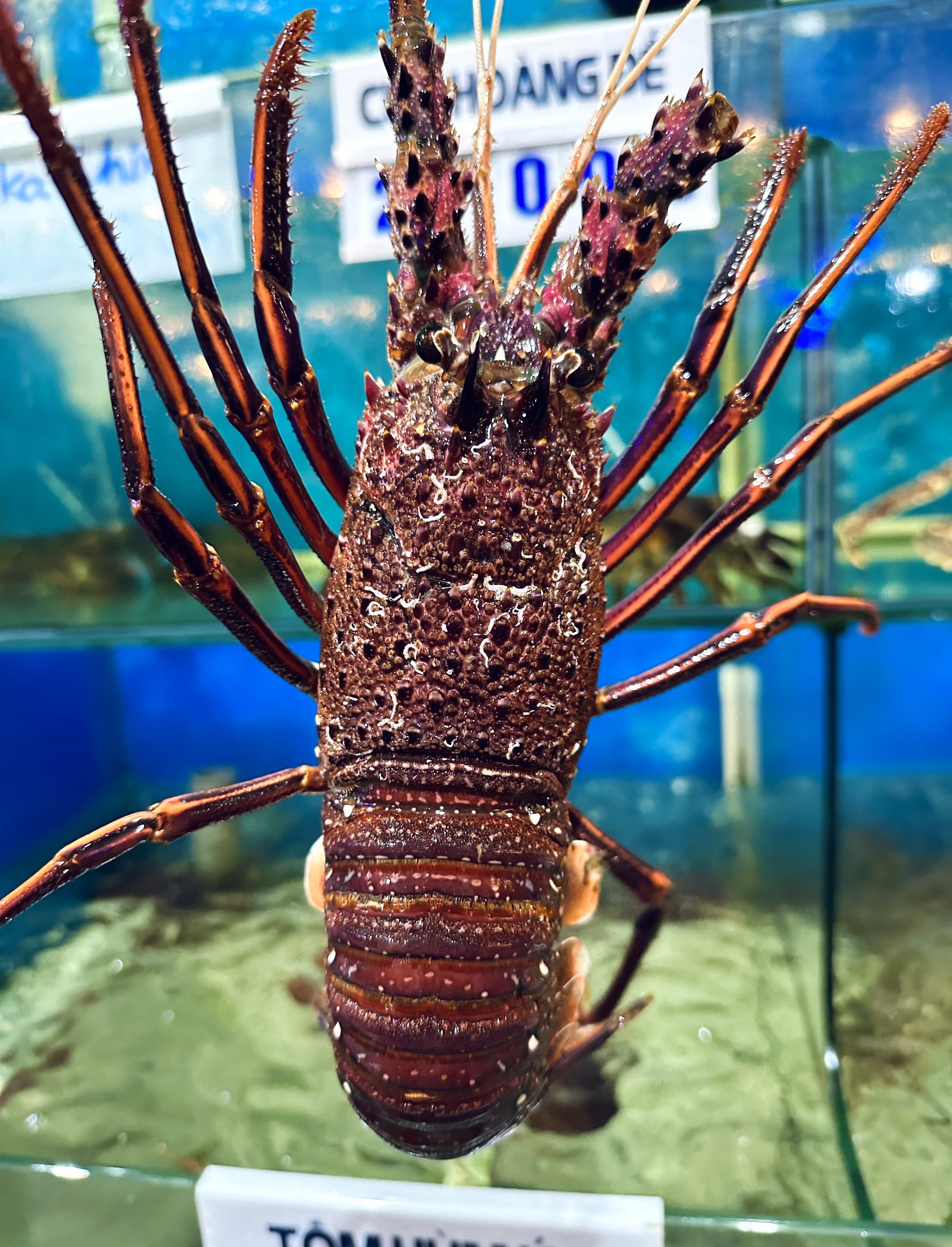 Tôm Hùm Úc - Sống