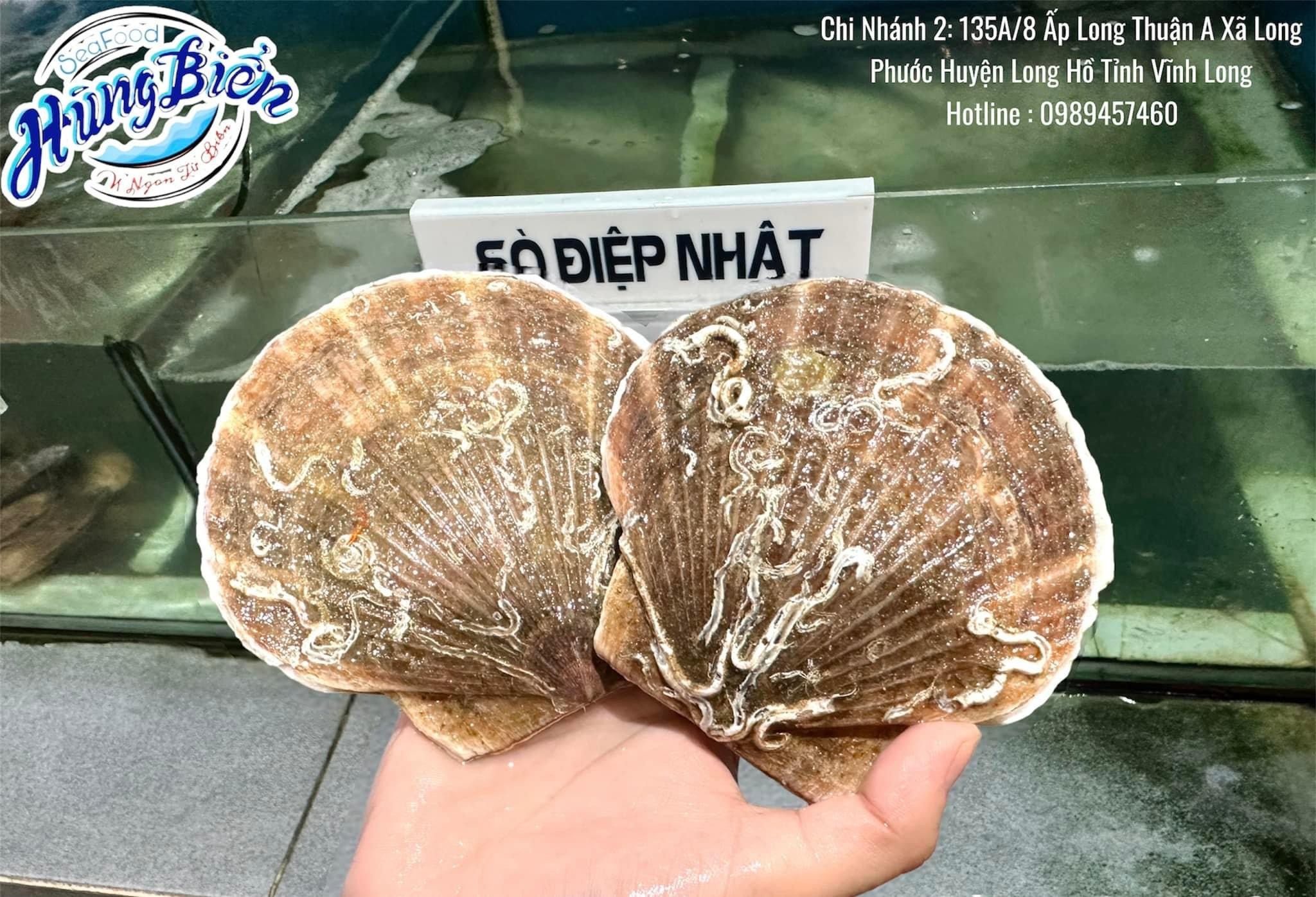 Sò Điệp Nhật - Sống