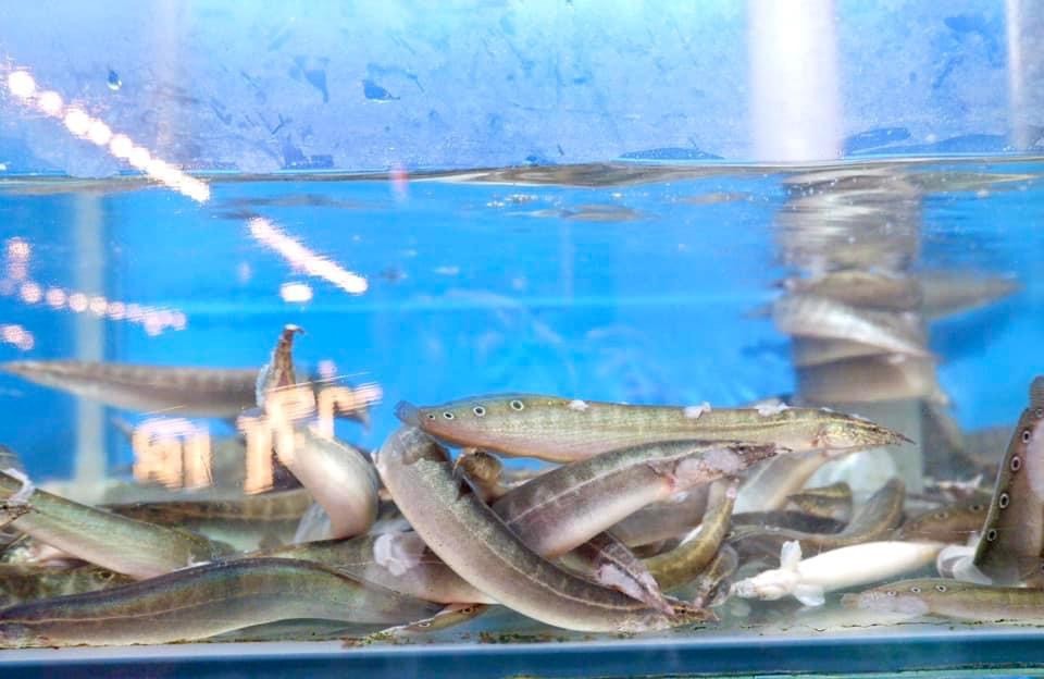 Cá Chạch Đồng - Sống
