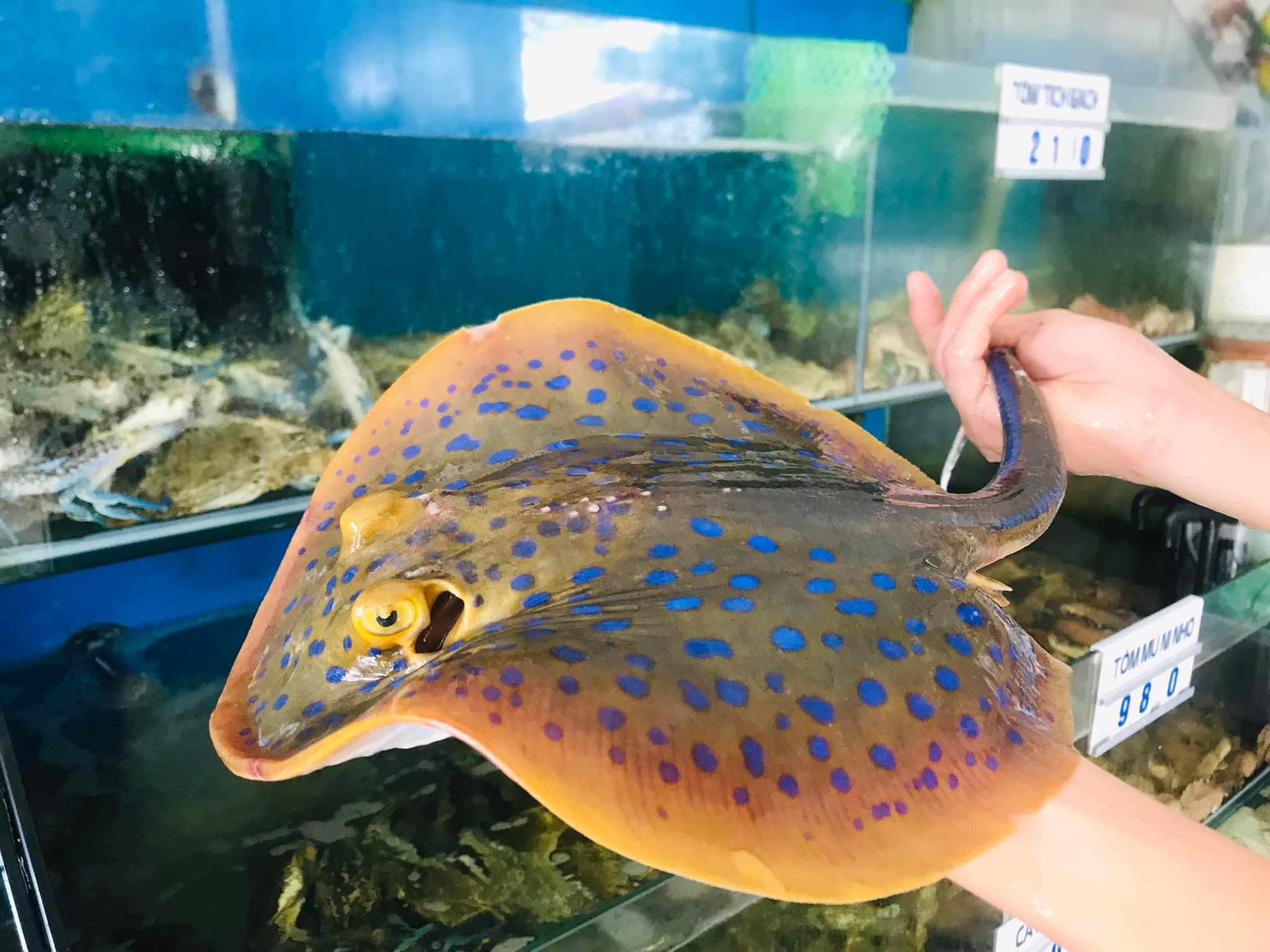 Cá Đuối Sao - Sống