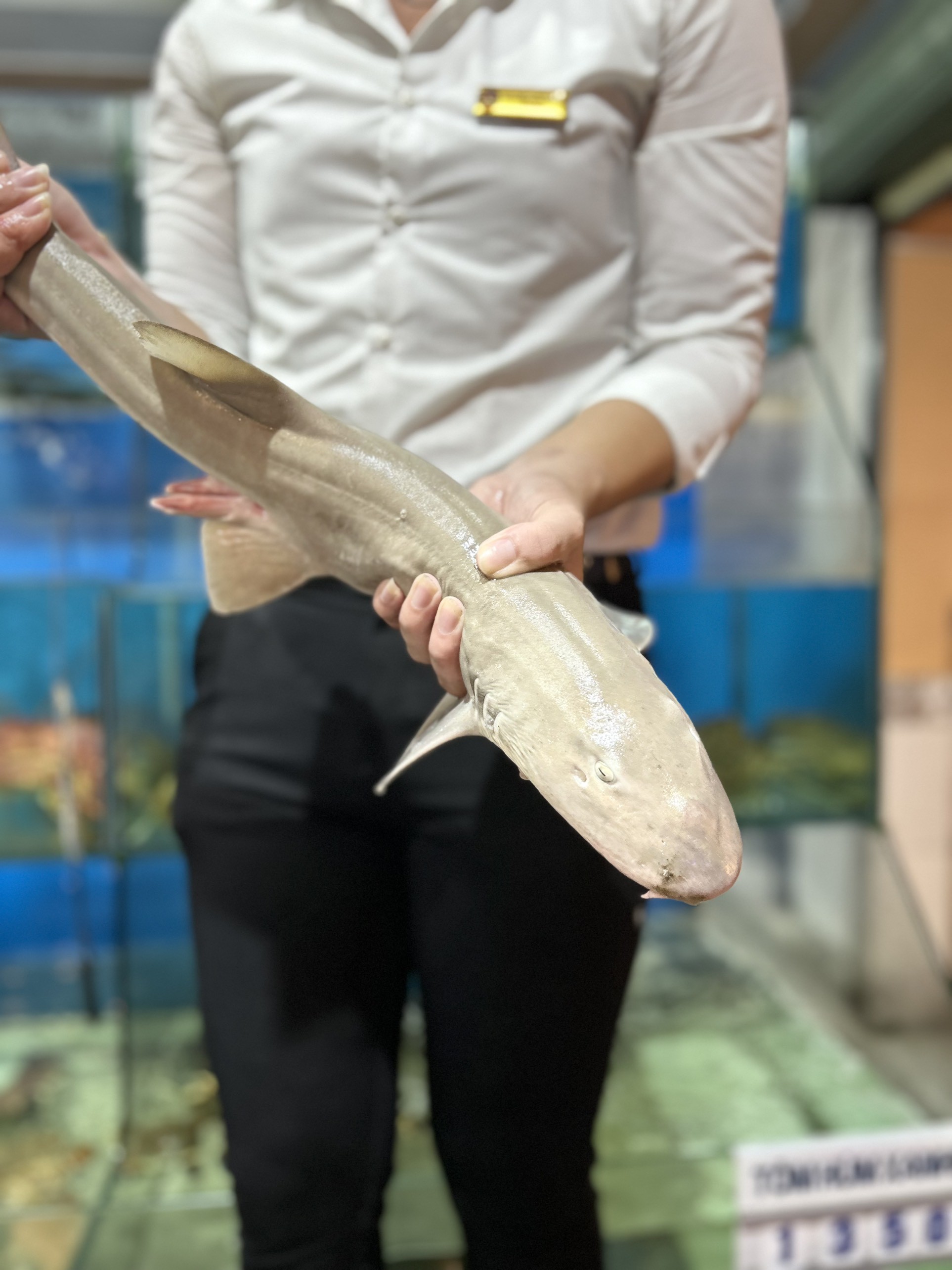 Cá Mập Mán Nhám - Sống