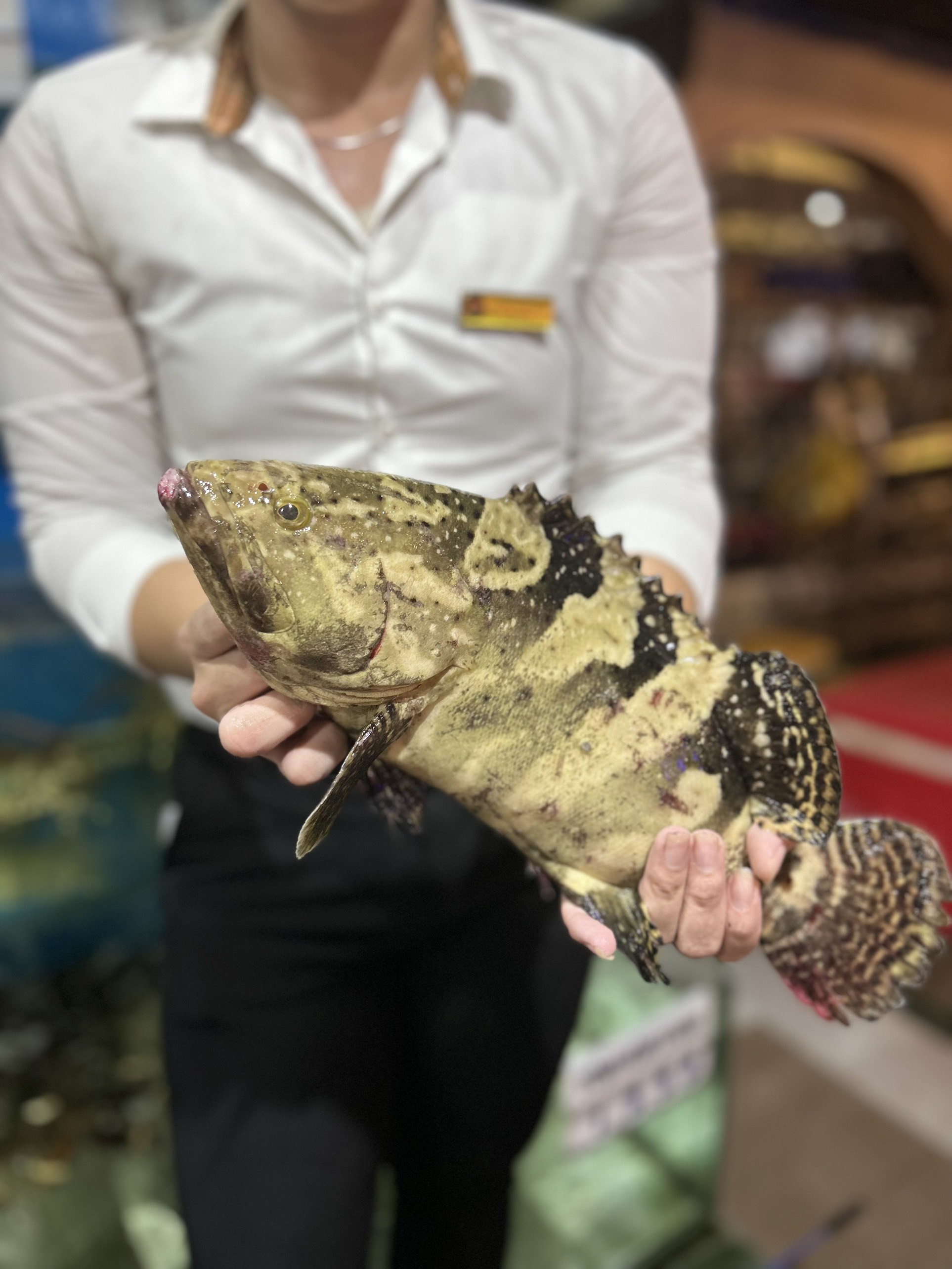 Cá Bông Mú