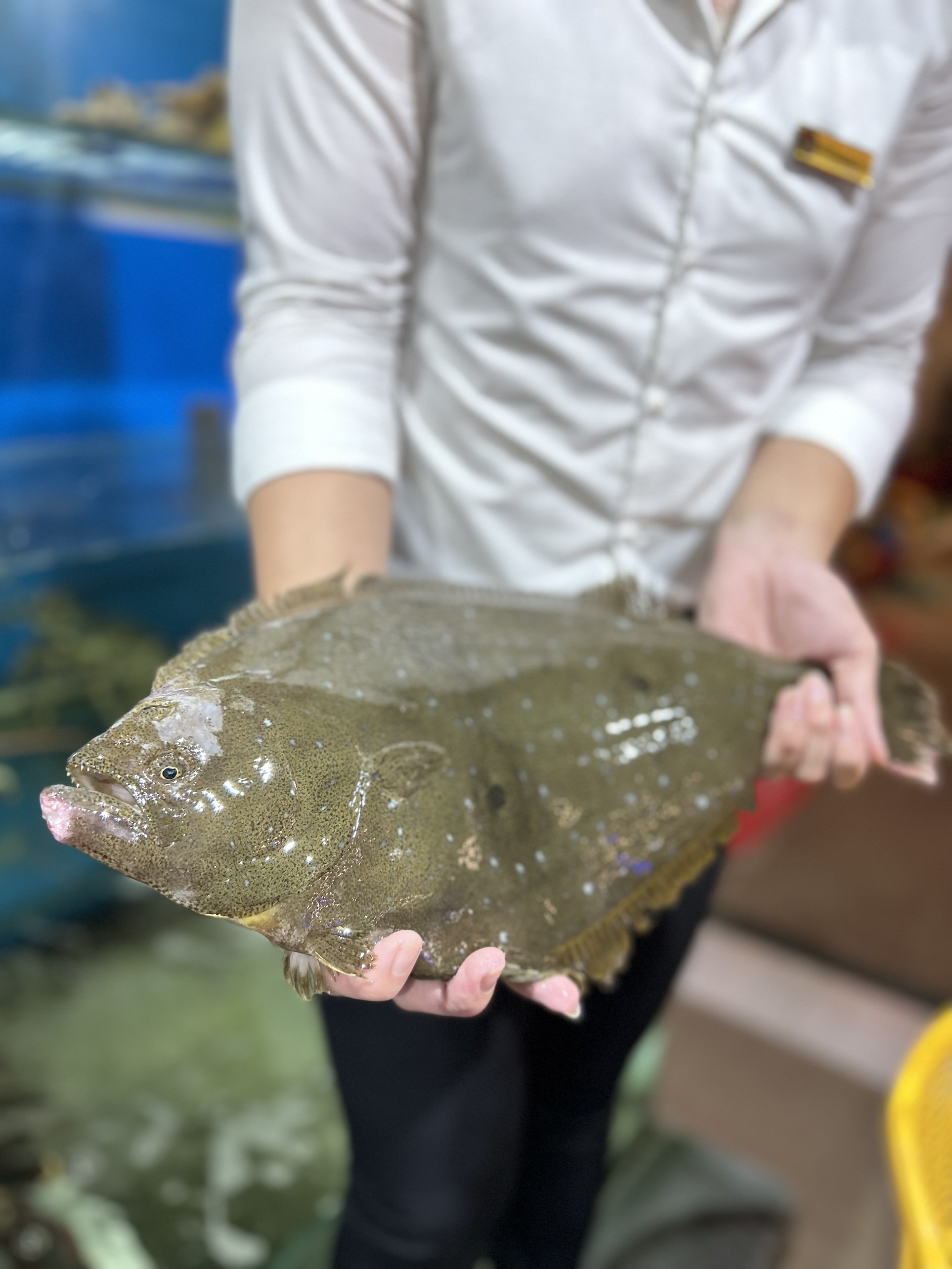 Cá Bơn Hàn Quốc - Sống