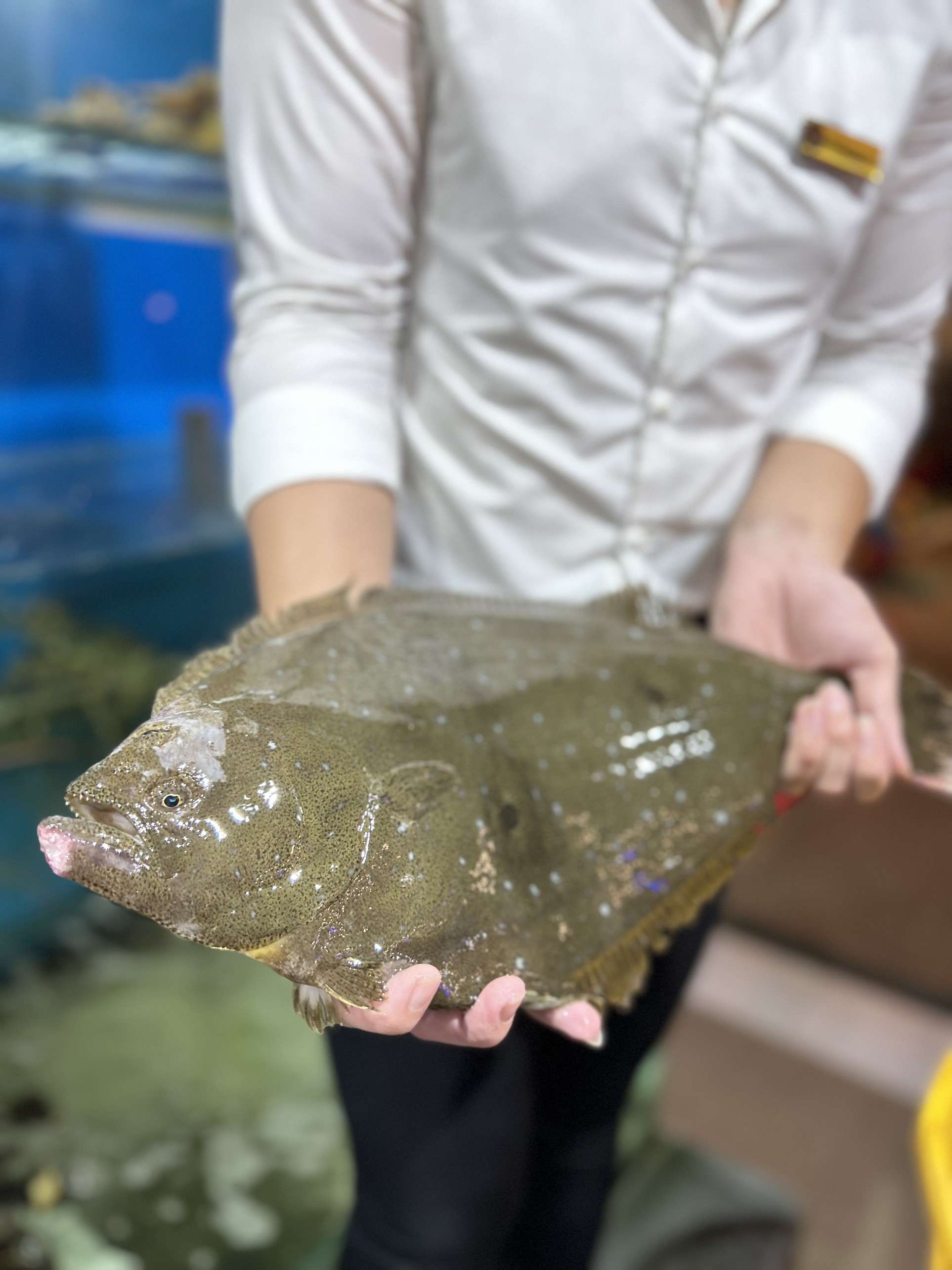 Cá Bơn Hàn Quốc - Sống