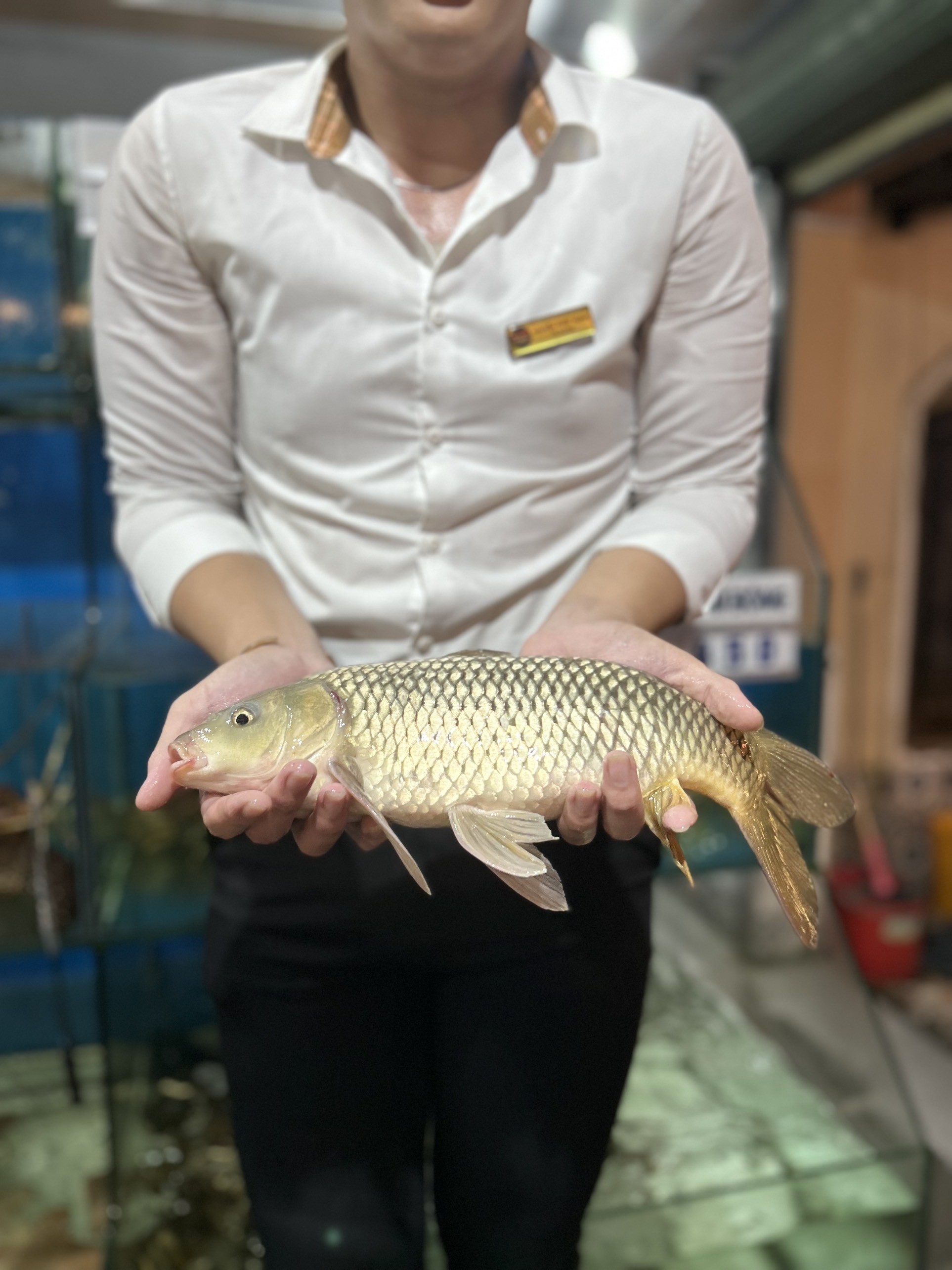 Cá Chép Giòn - Sống
