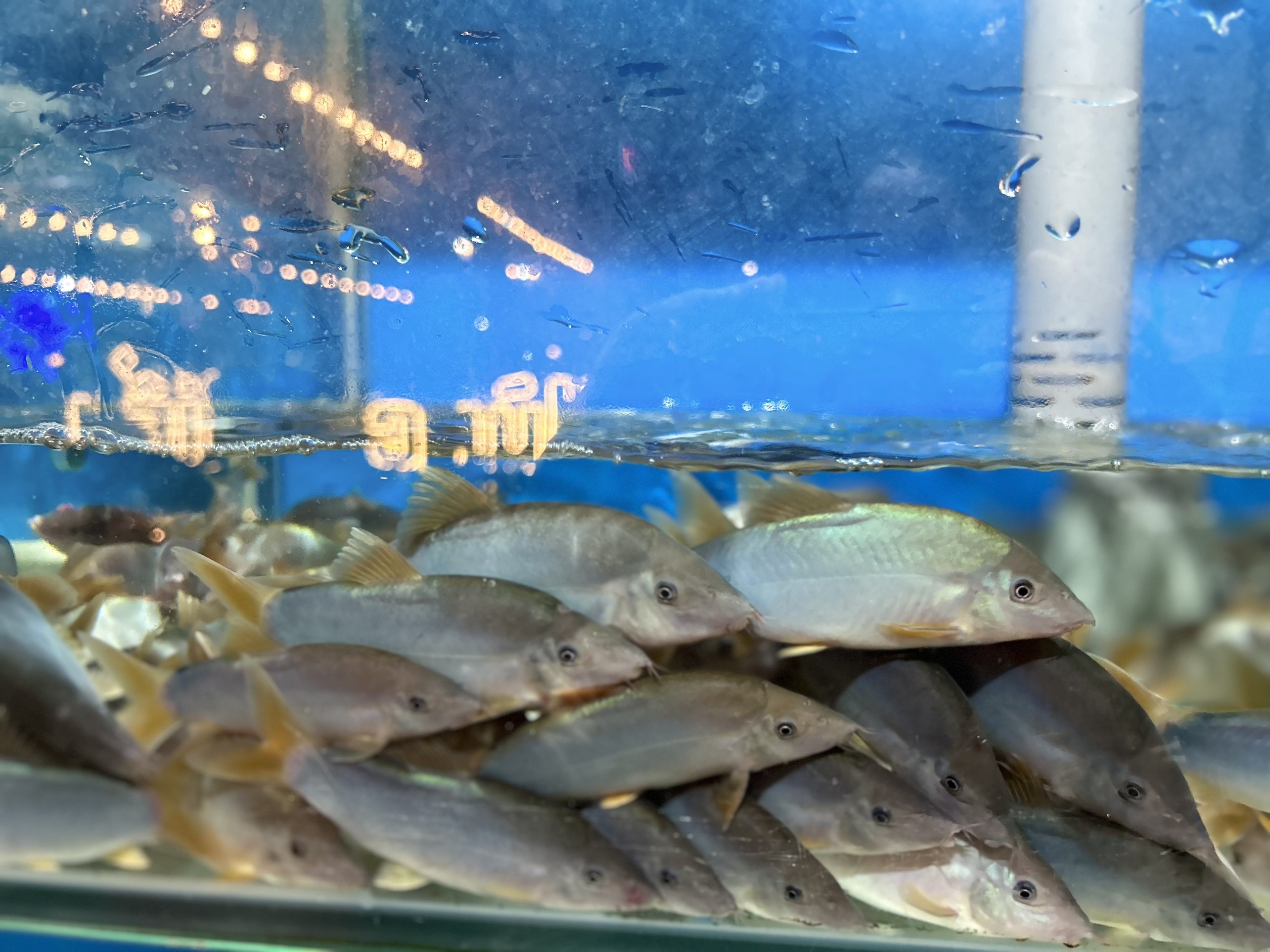 Cá Heo Nước Ngọt- Sống