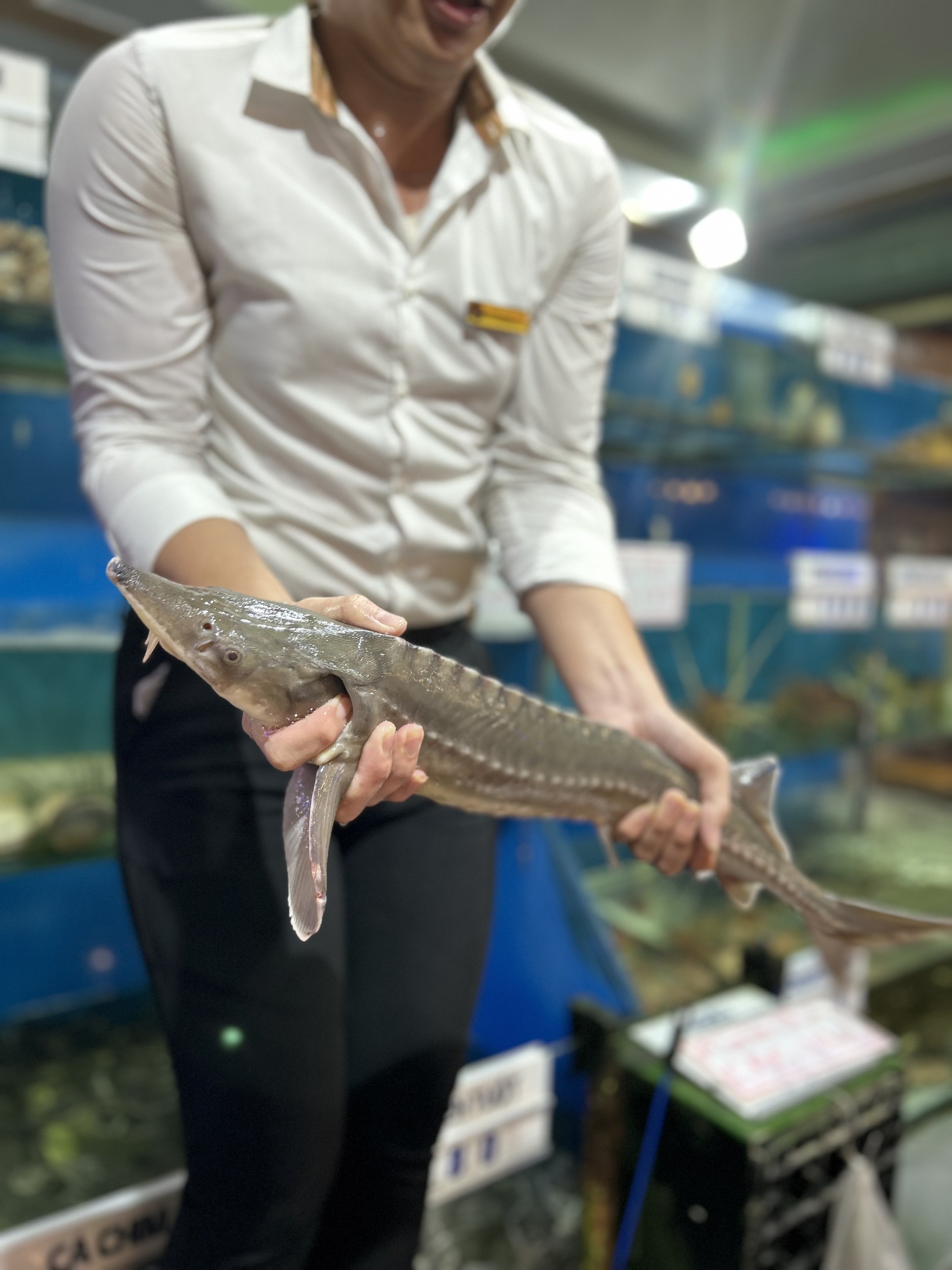 Cá Tầm - Sống