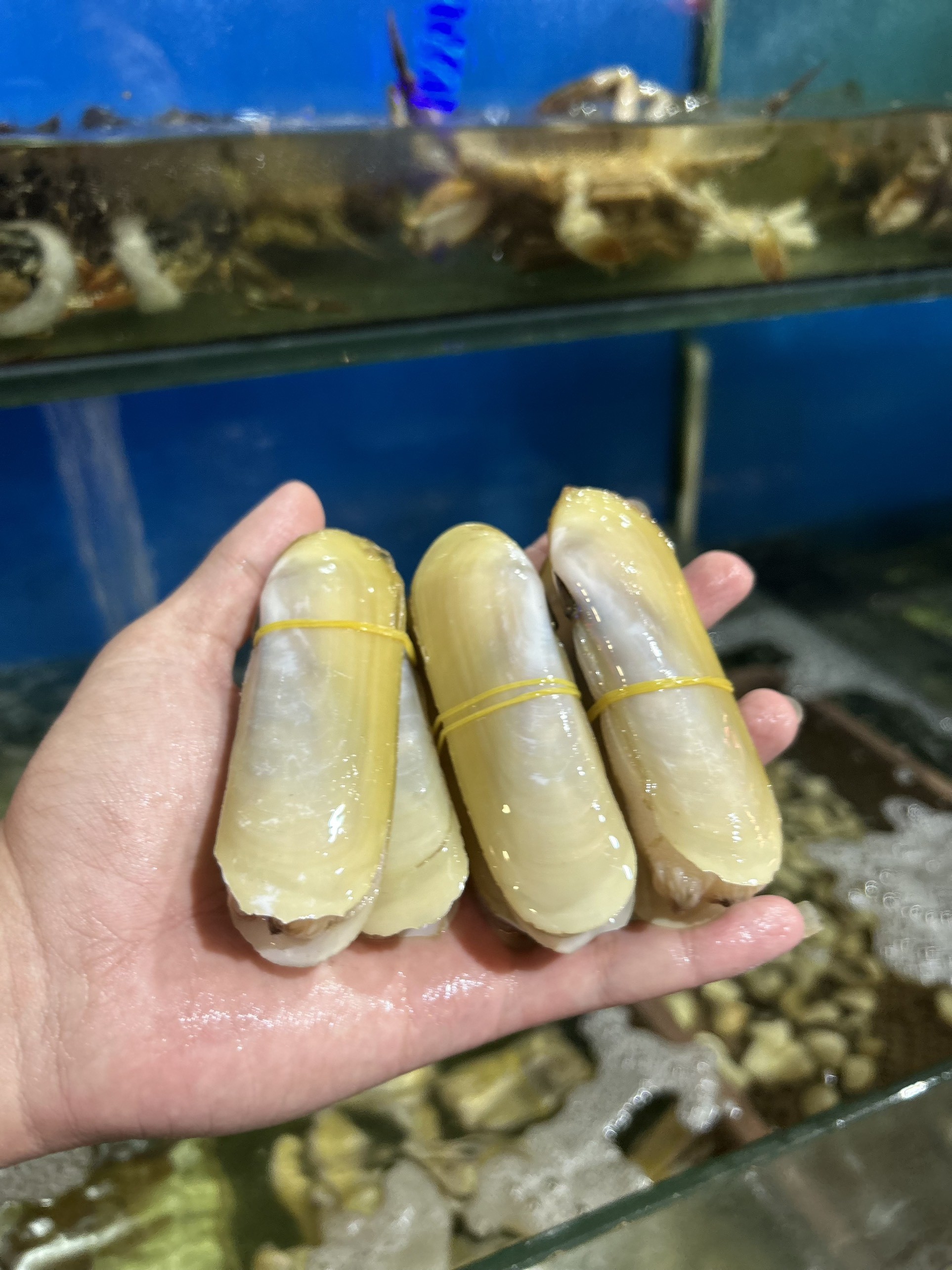 Ốc Móng Tay - Sống