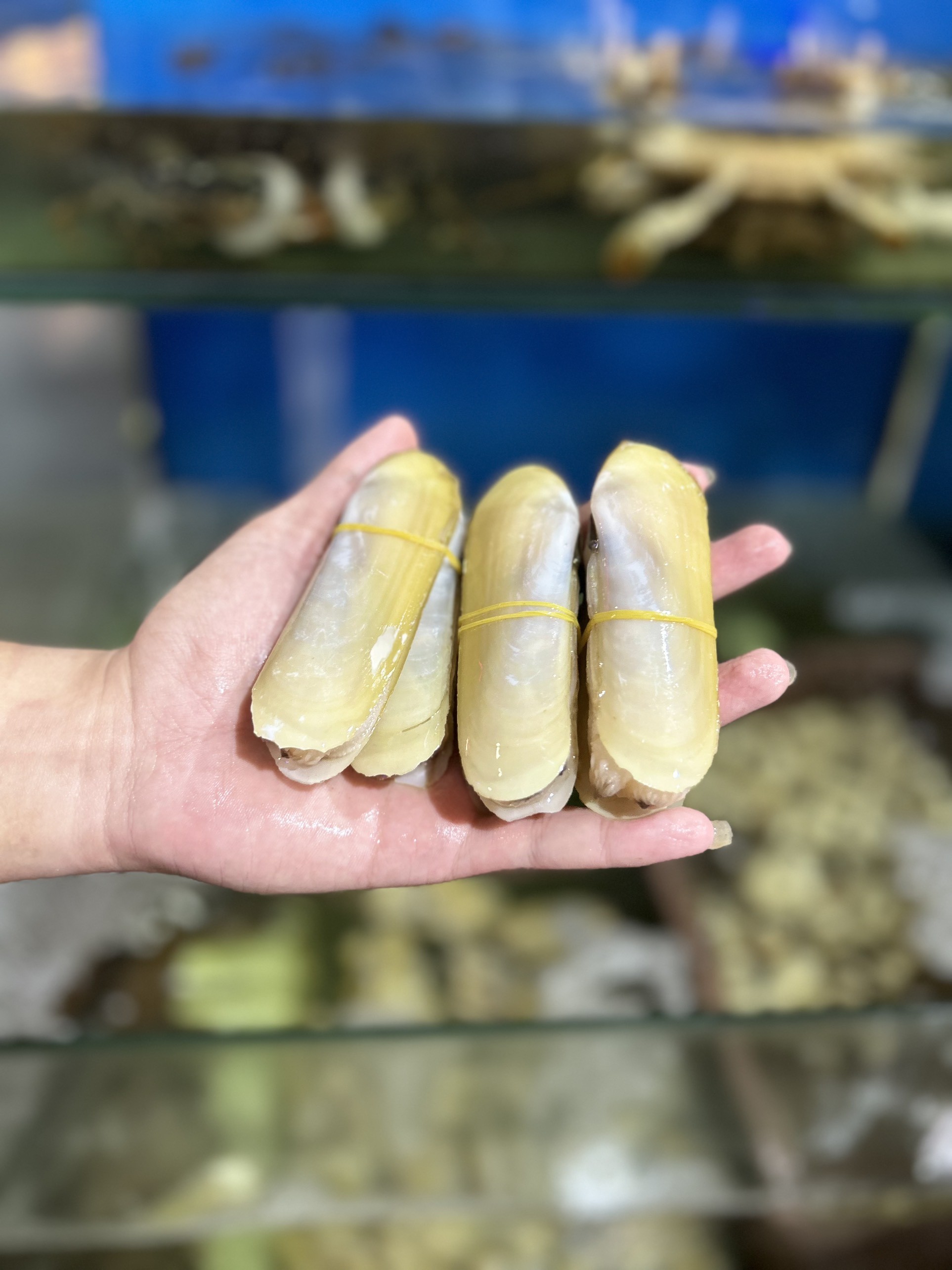 Ốc Móng Tay - Sống