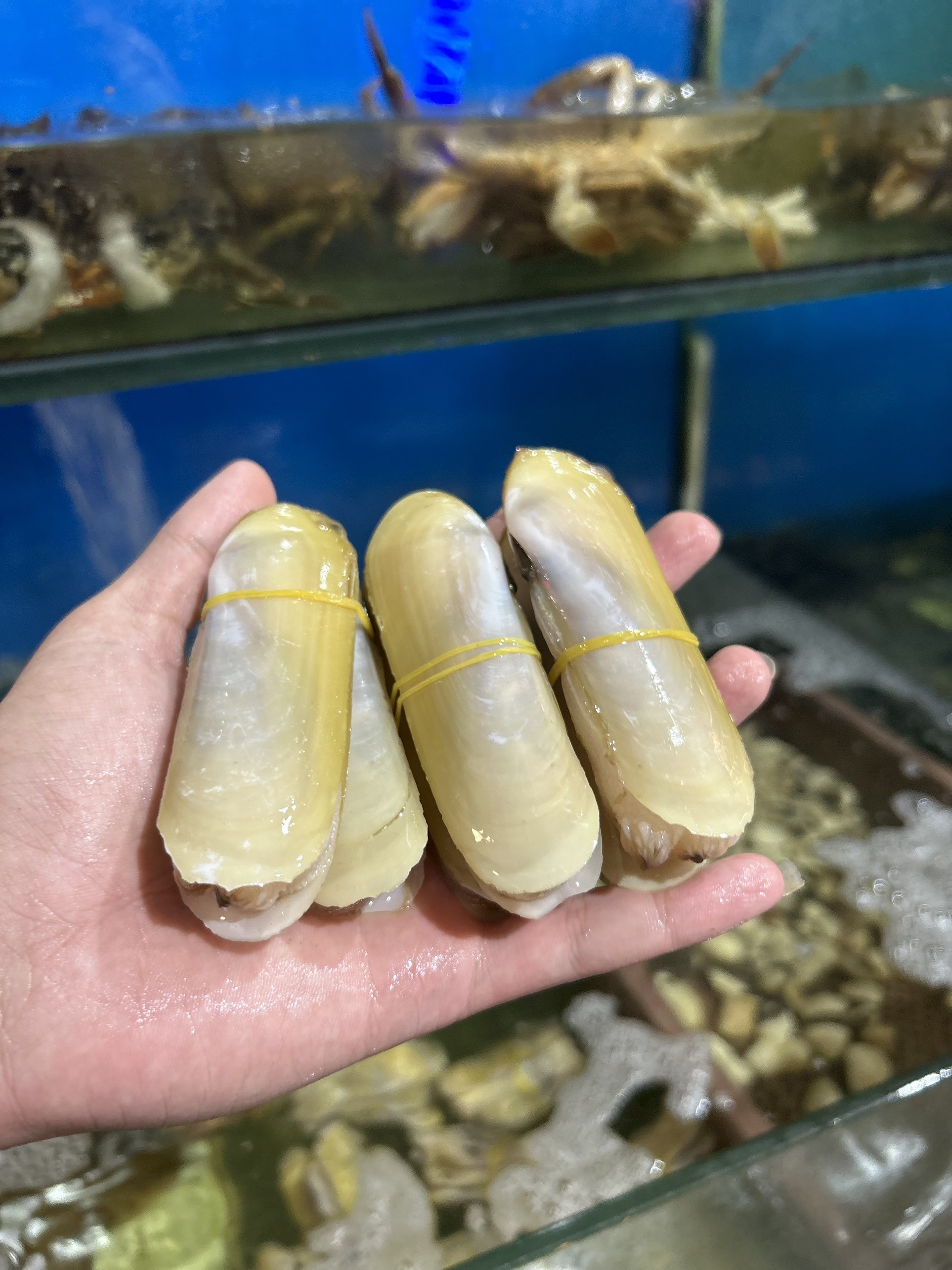 Ốc Móng Tay - Sống