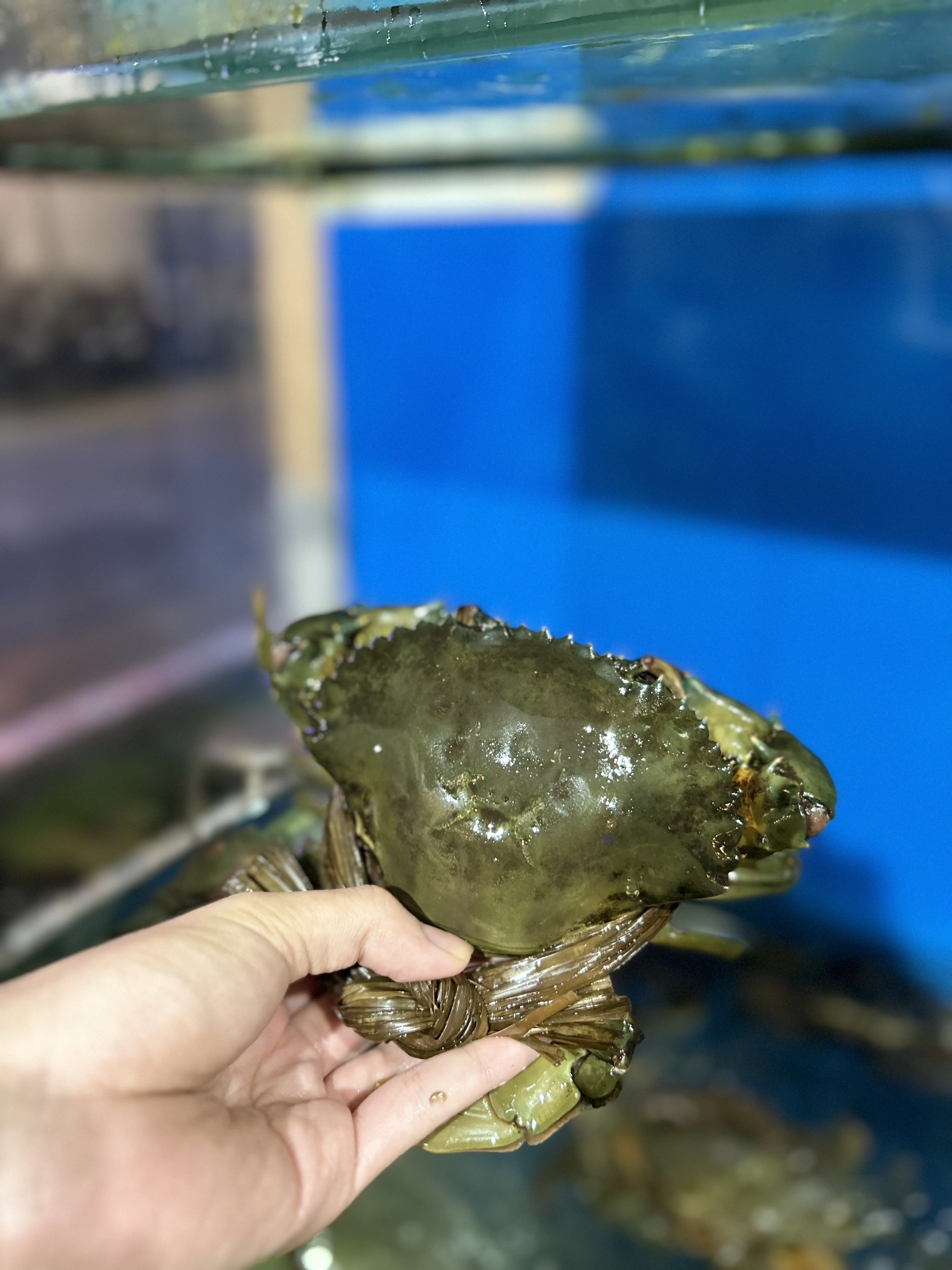 Cua Gạch Cà Mau - Sống
