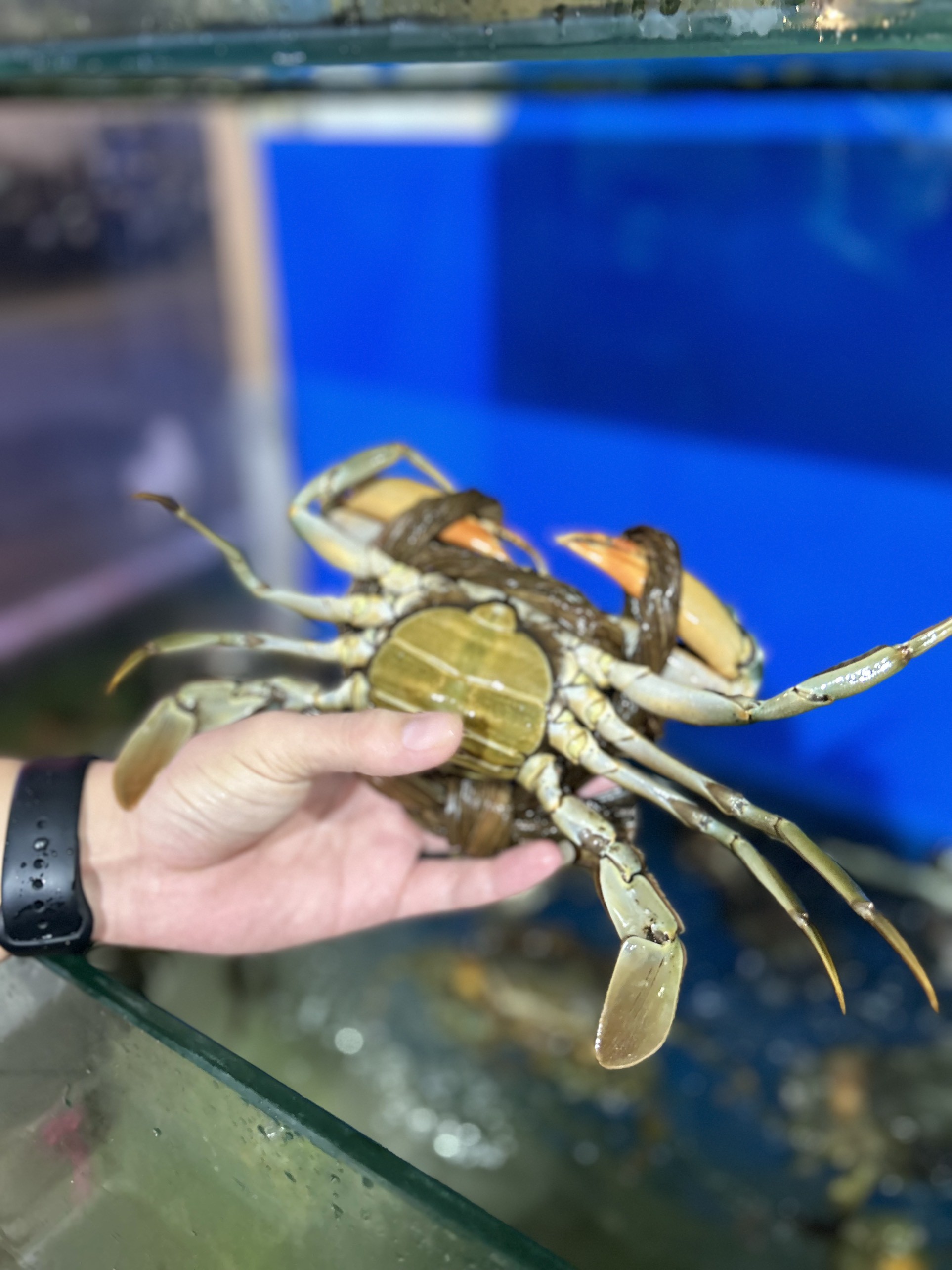 Cua Gạch Cà Mau - Sống