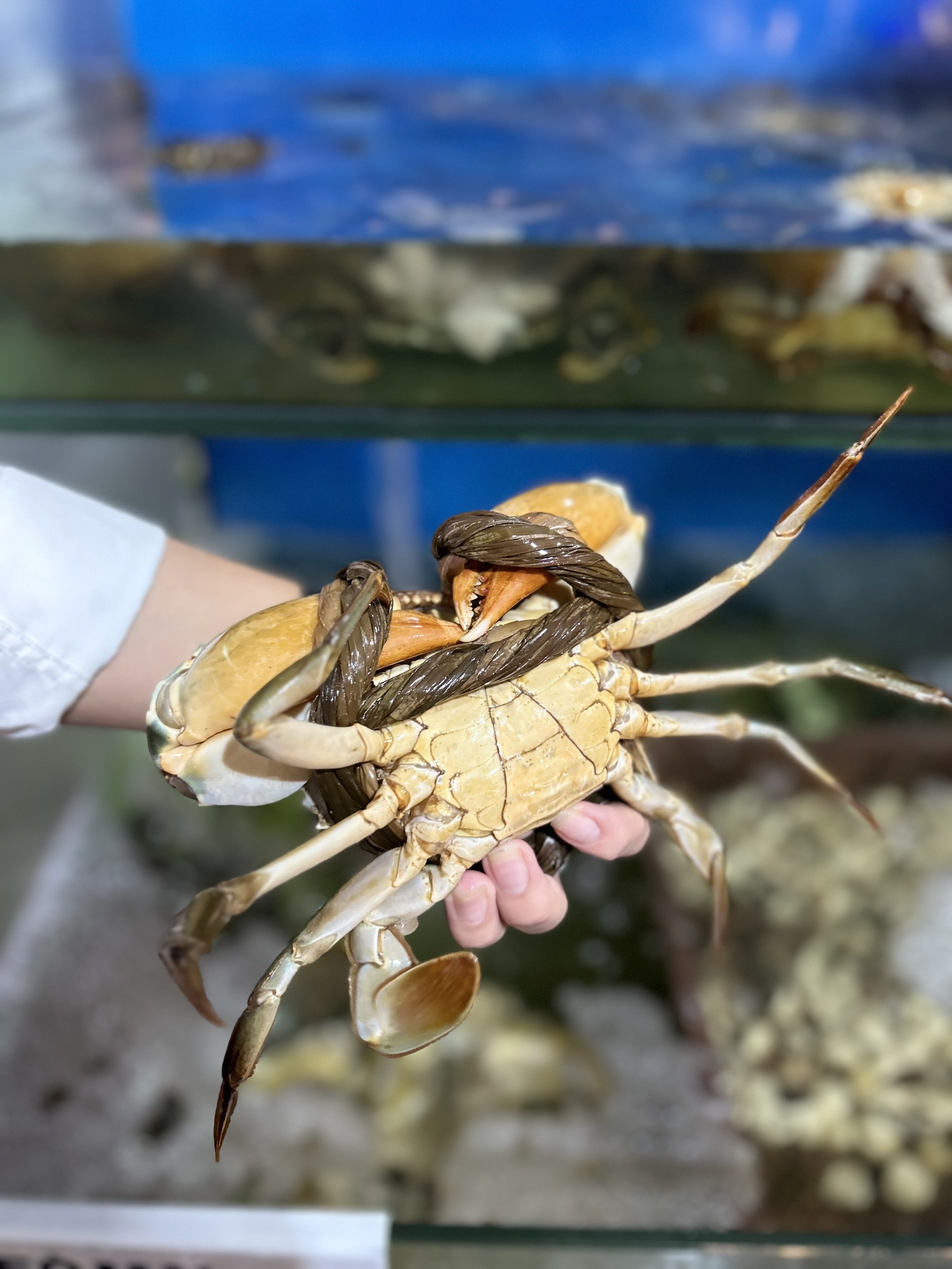 Cua Gạch Cà Mau - Sống