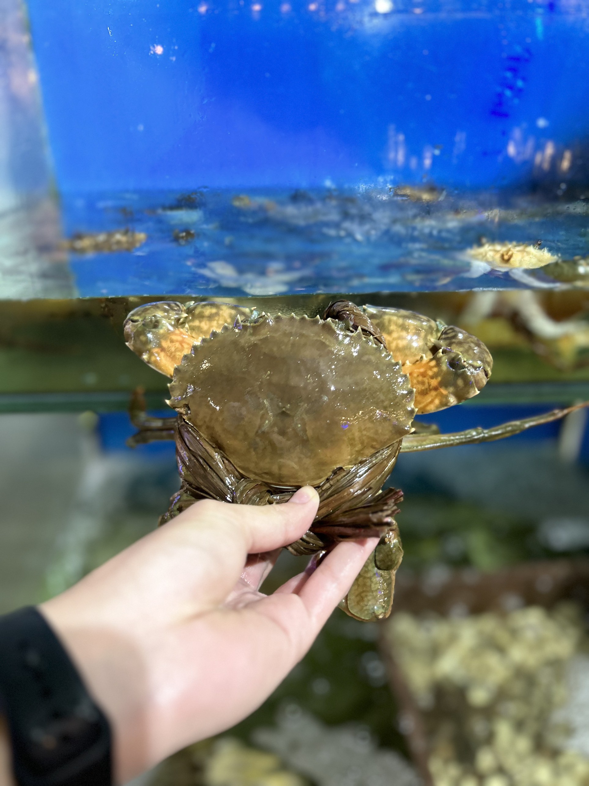 Cua Gạch Cà Mau - Sống