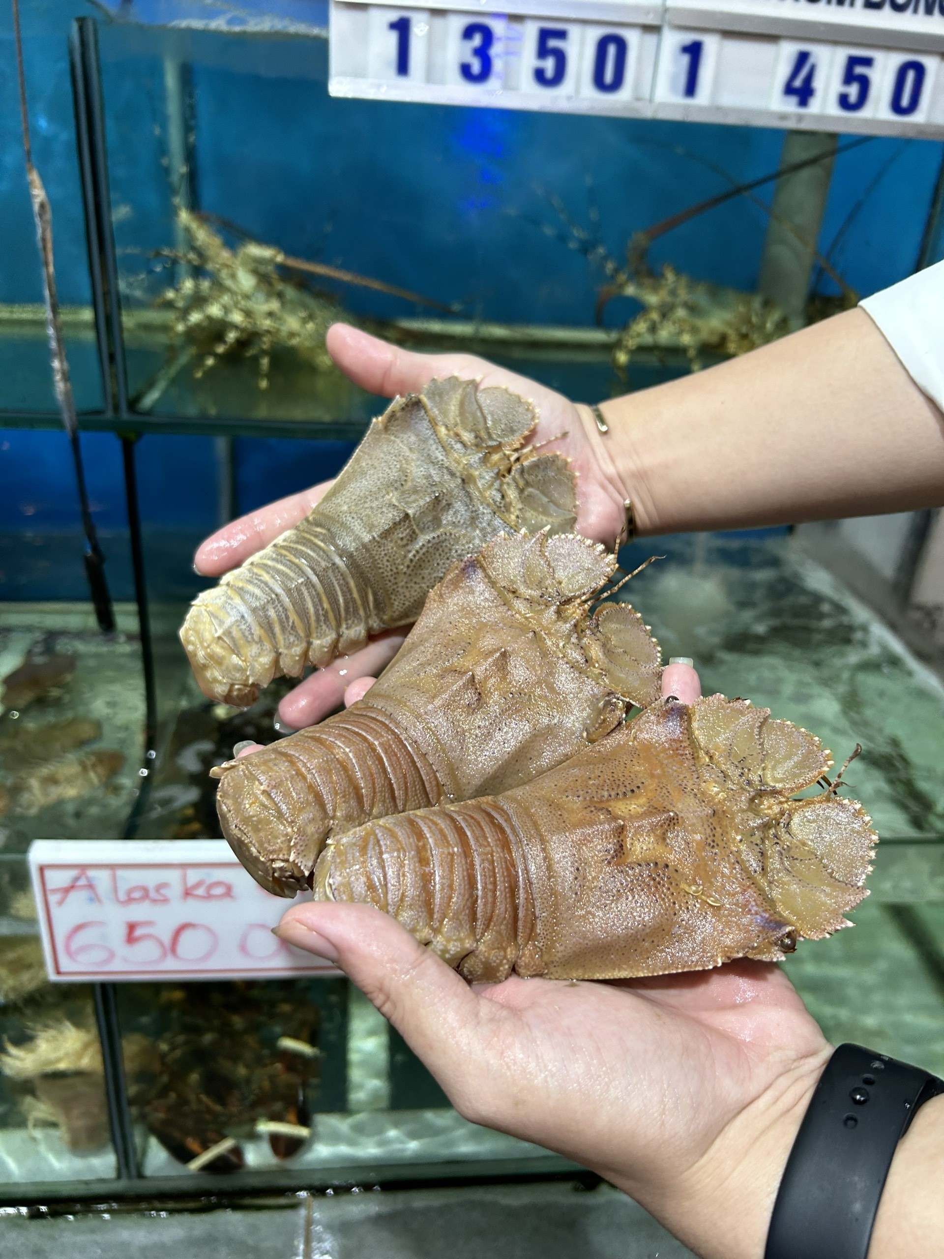 Tôm Mũ Ni Đen - Sống