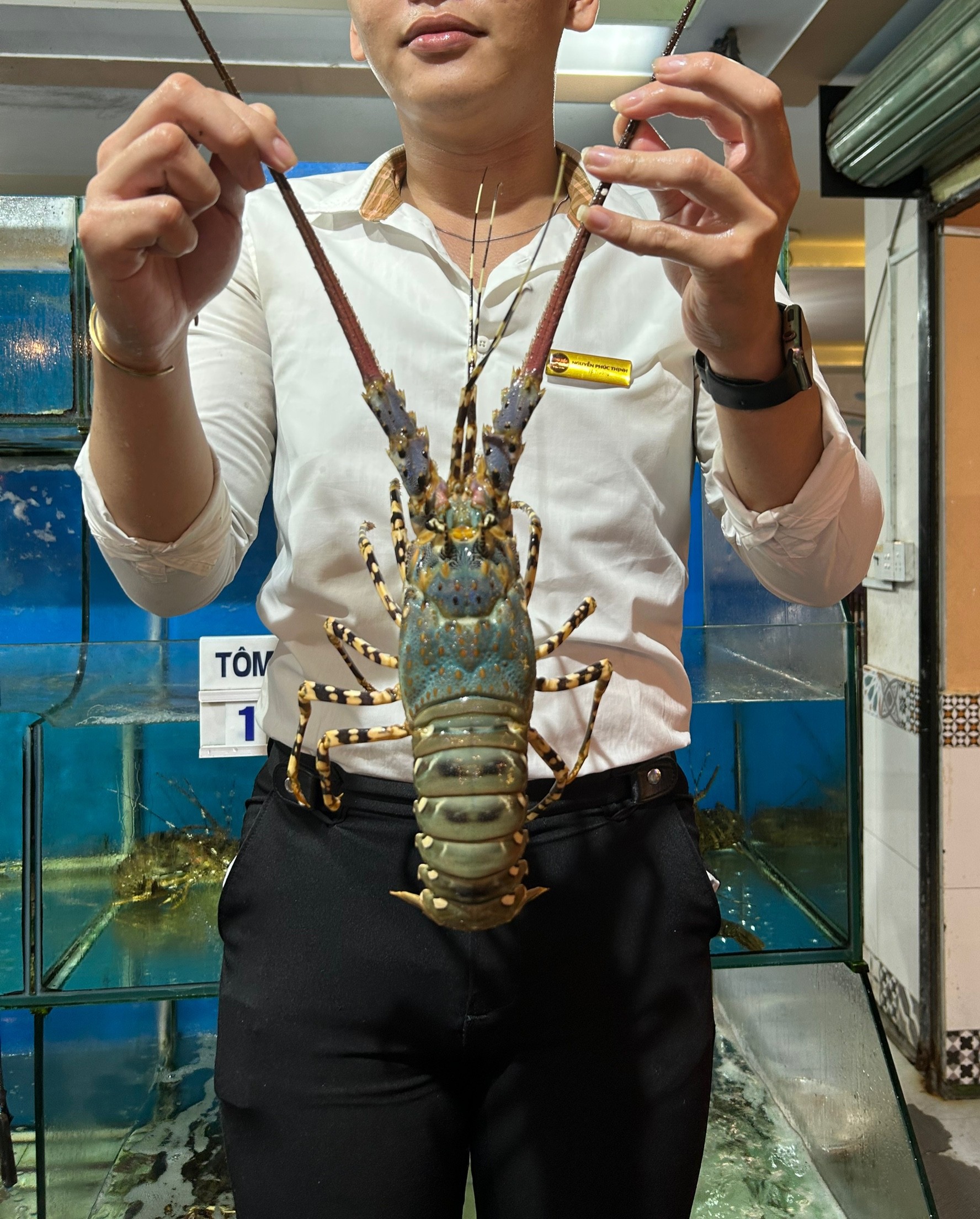 Tôm Hùm Bông - Sống