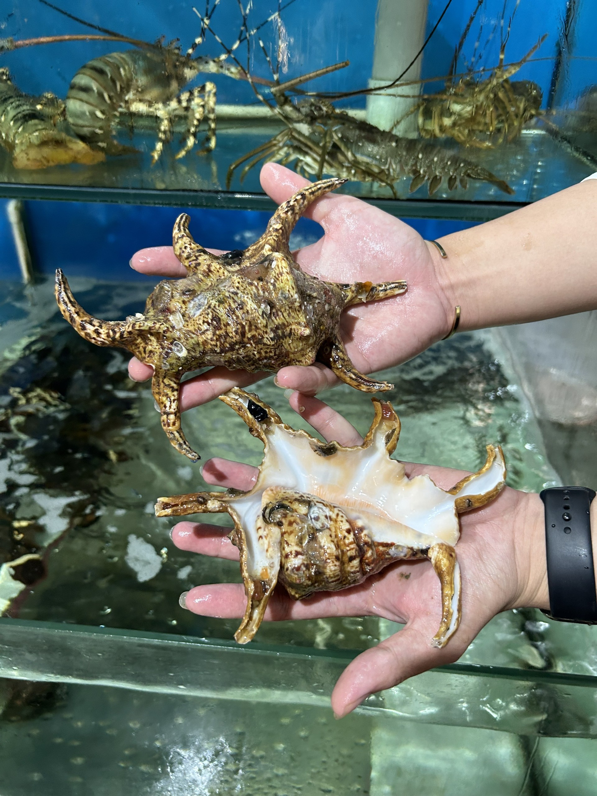 Óc Bàn Tay - Sống