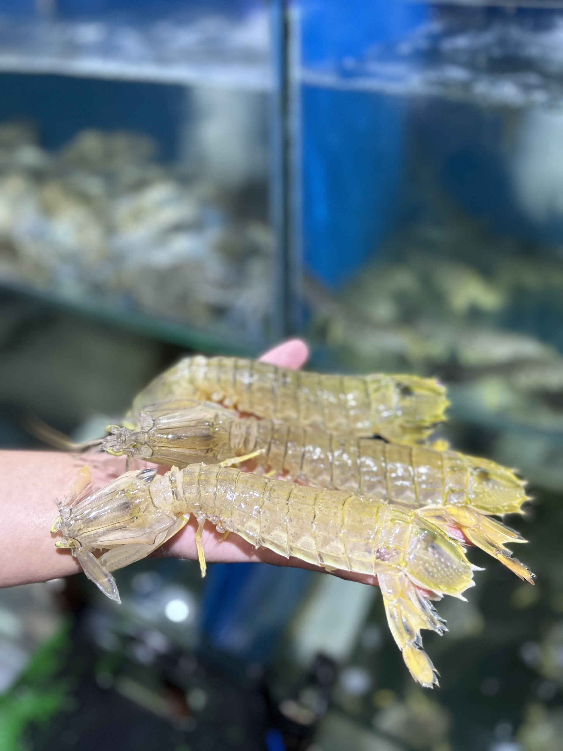 Tôm Tích - Sống