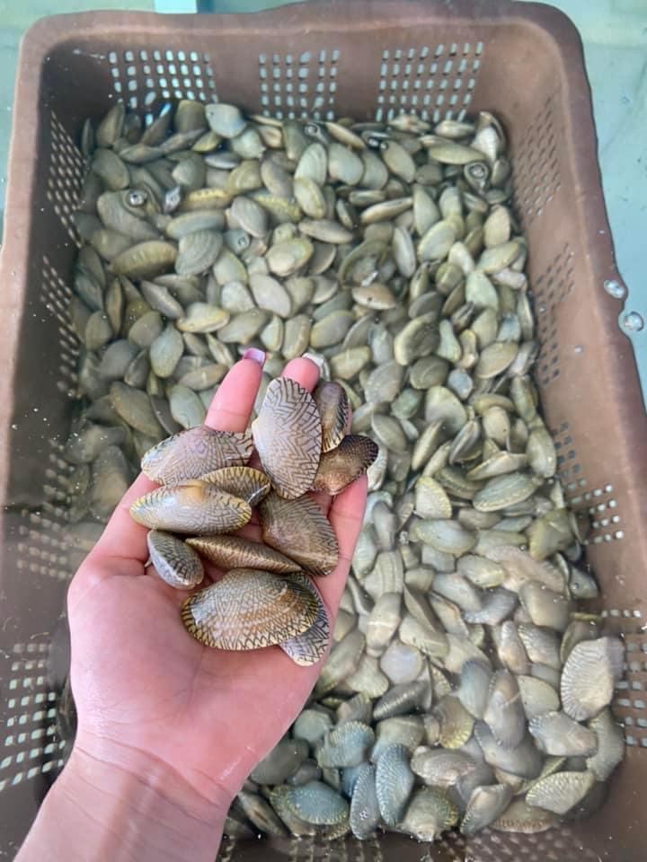 Sò Lụa - Sống