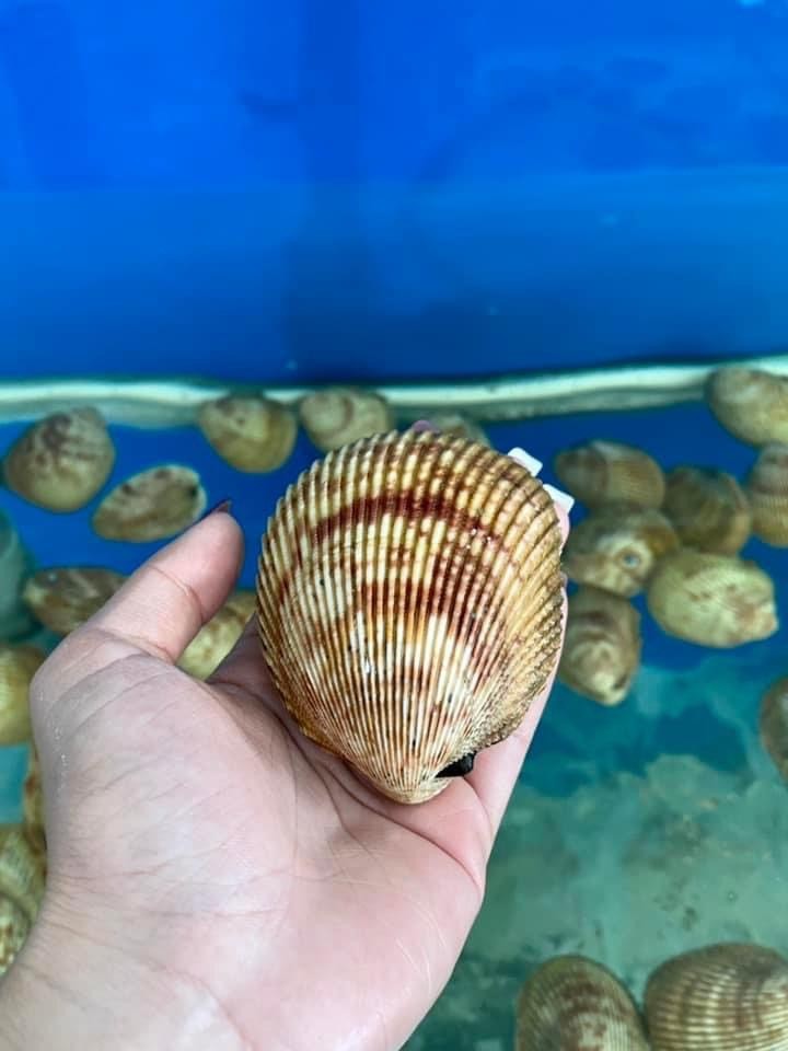 Sò Dương - Sống