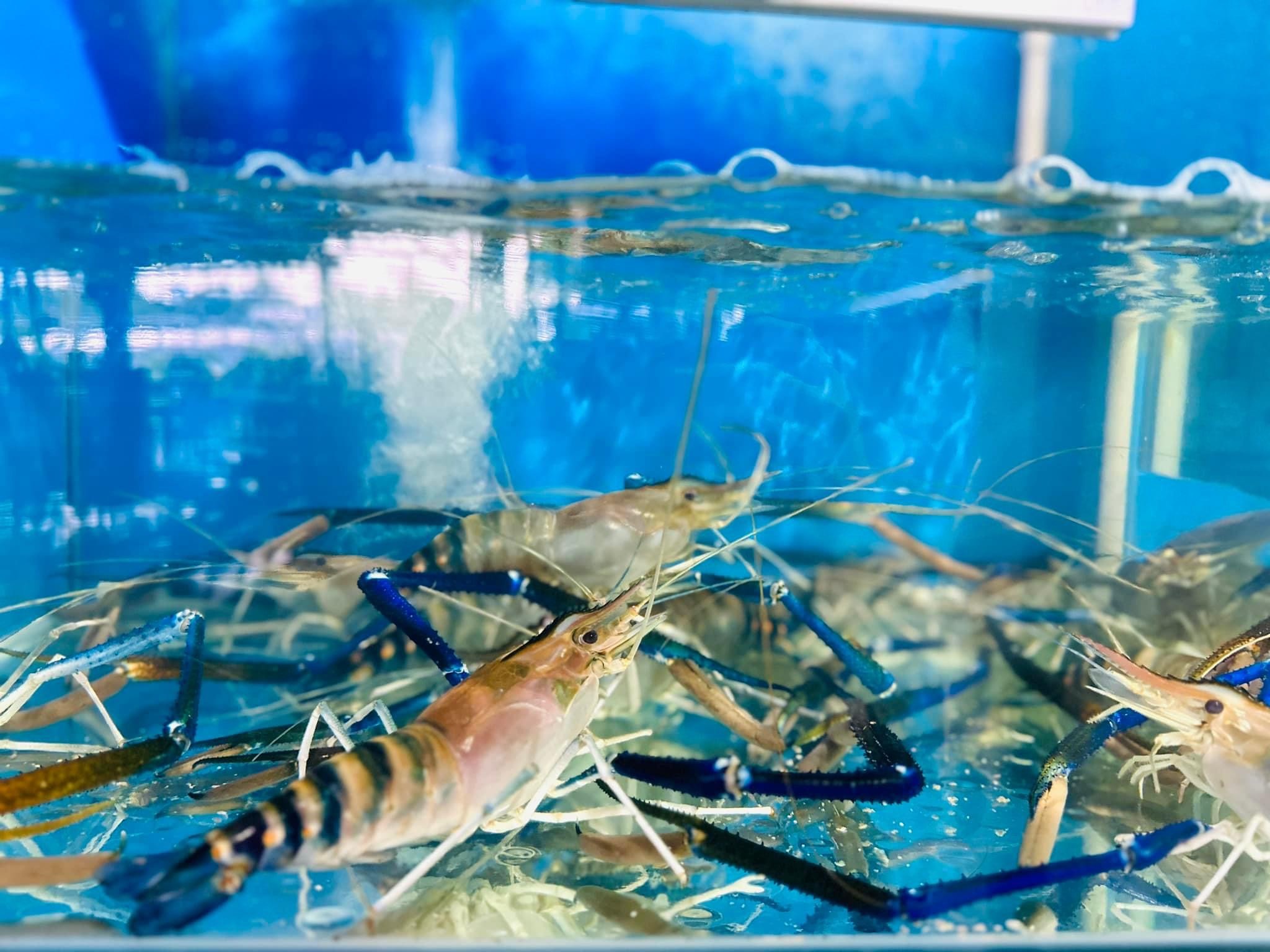 Tôm Càng Xanh - Sống