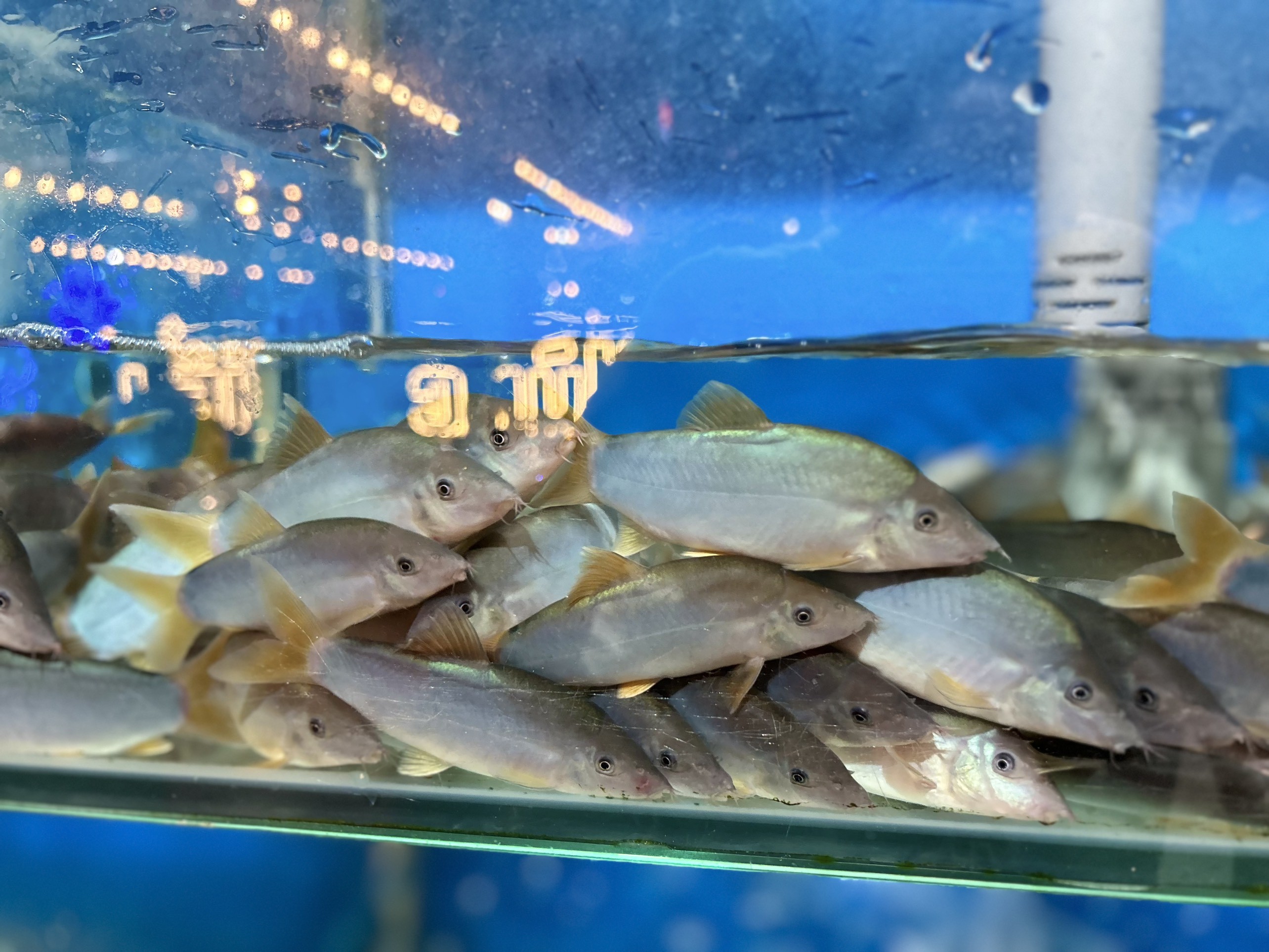 Cá Heo Nước Ngọt- Sống
