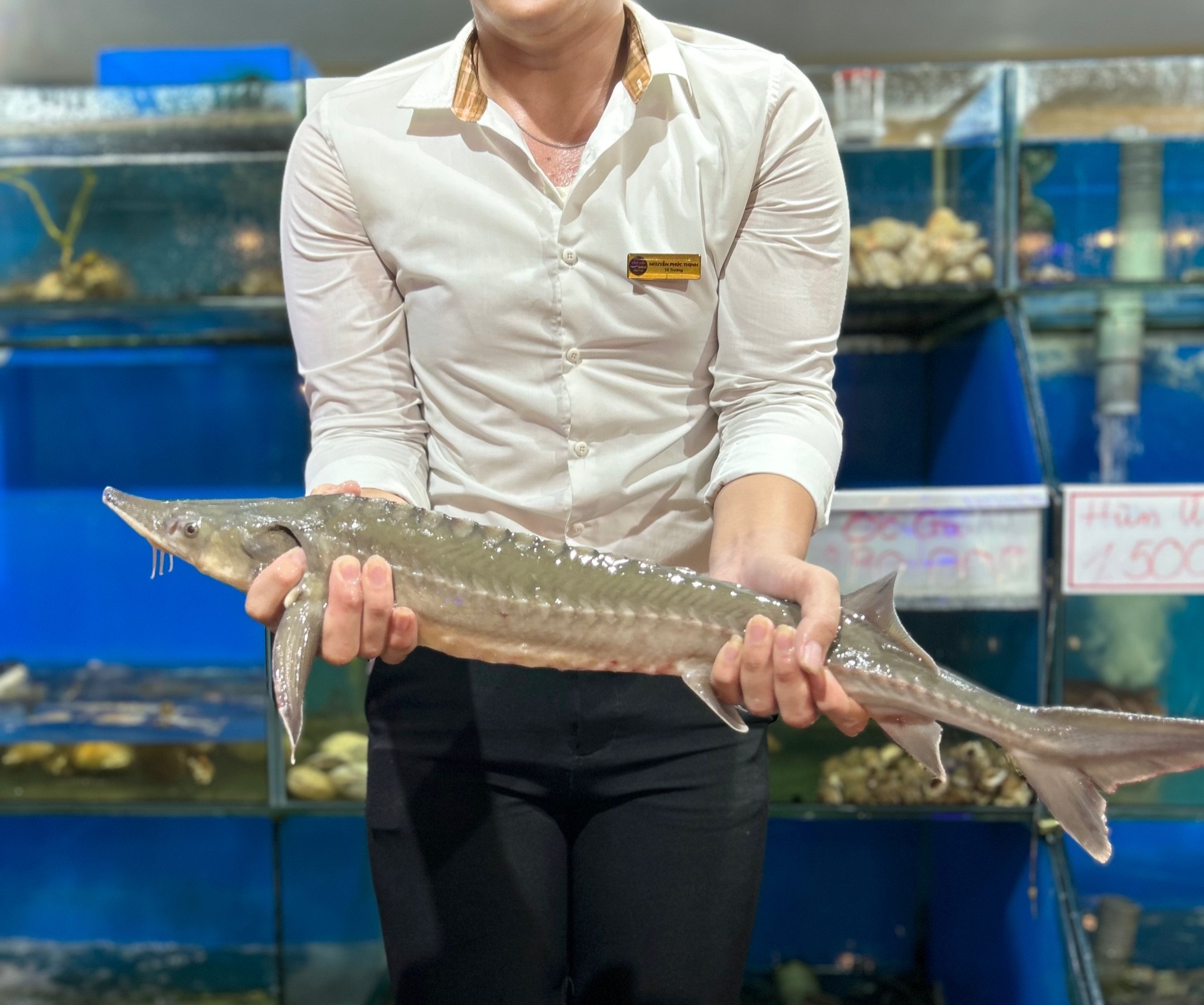 Cá Tầm - Sống