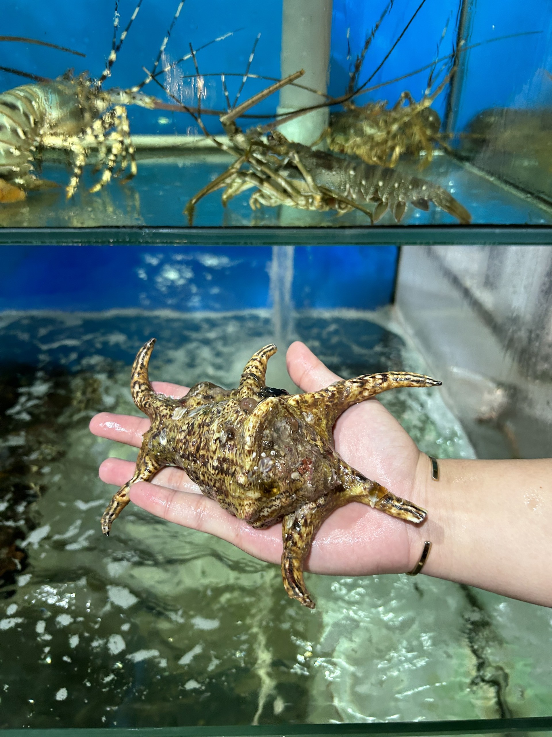 Óc Bàn Tay - Sống